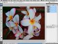 Selective FOCUS in Photoshop CS3 (No. 40)