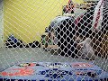 Mini Hockey Shooting(Behind net view) Mini Hockey Shooting(Behind net view)
