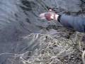 videos de lydeku zukle / pike fishing lithuania