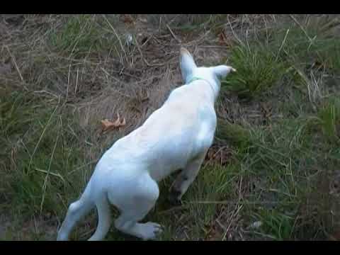 Tigerlilys Mr. Cucumber Melon White Male Puppy