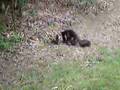 Bryo hunter