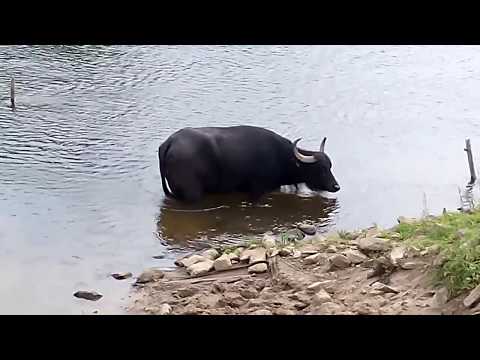 Wasserbüffel Hof Eilte (Niedersachsen) - Büffel badet in der Aller - Juni 2017