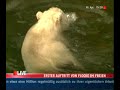Eisbär Flocke erster TV-Auftritt Eisbär Flocke erster TV-Auftritt