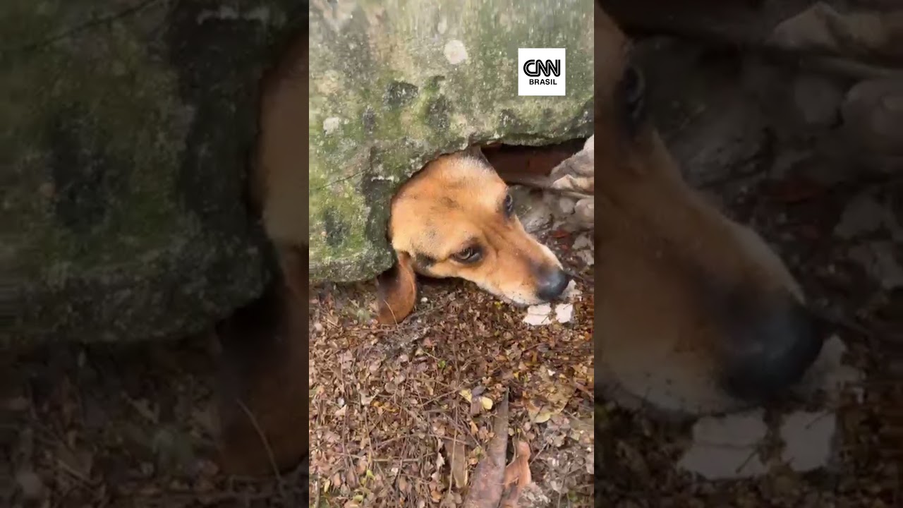 Cachorro fica com a cabeça entalada em muro ao tentar alcançar pudim na rua | CNN Brasil