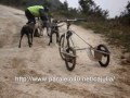 Carrera de Mushing y canicross Naval�n (Enguera) 1� parte
