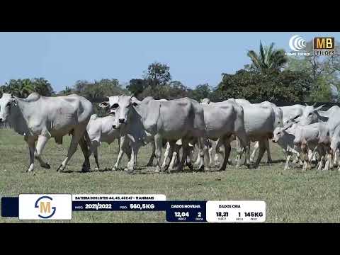 2� DE OLHO NA FAZENDA NELORE SESMARIAS