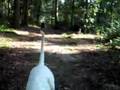 Dogo Argentino video