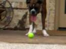 Anal Boxer