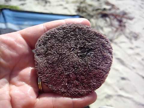 Living Sand Dollar