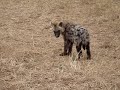 How close can you get to a hyaena in the wild?