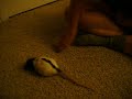 My pet rat, Minky follows my hand around and that is cute . My pet rat, Minky follows my hand around and that is cute .
