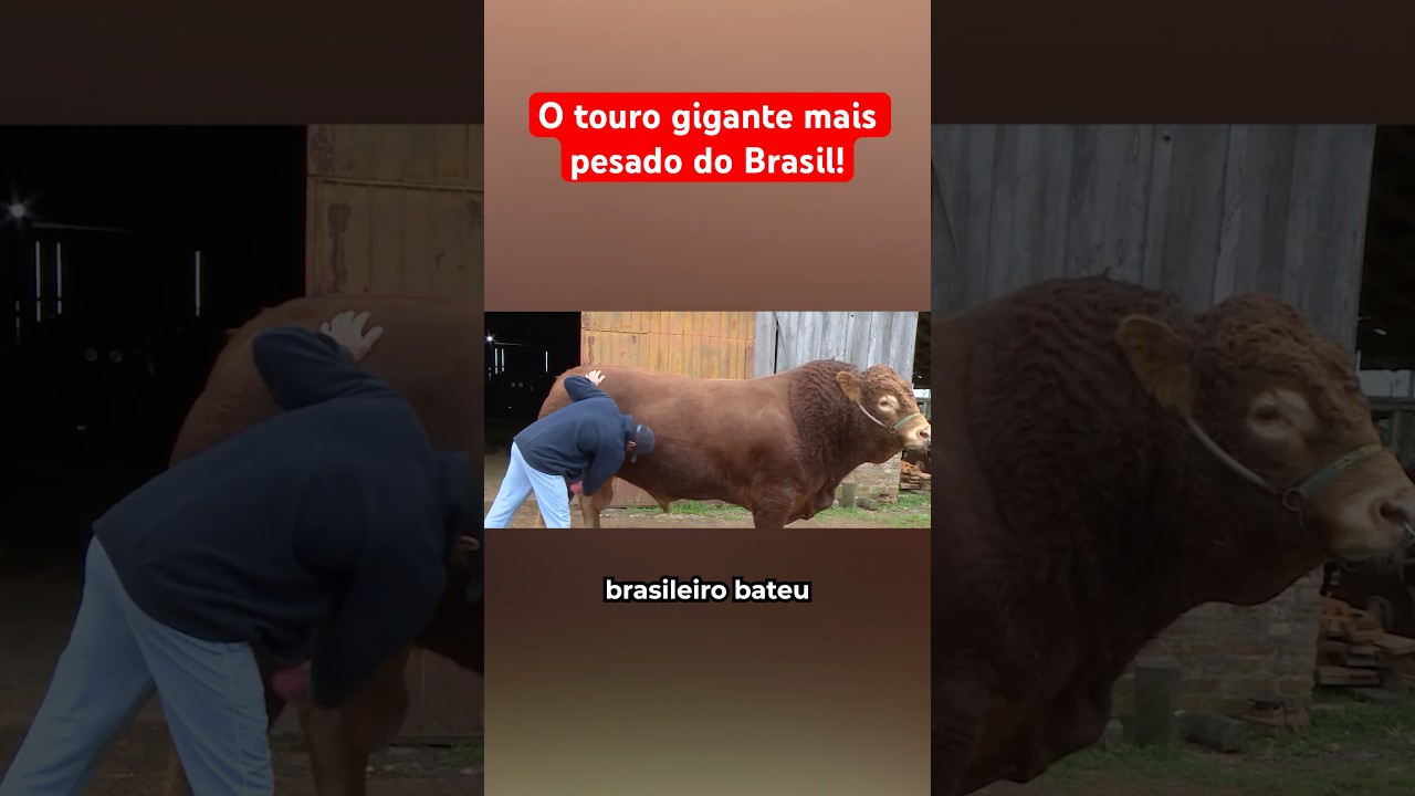 O Touro Gigante Mais Pesado Do Brasil