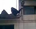 Macaca do Bombarral