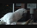 Potty Trained Bird Parrot! The Smartest Ever!