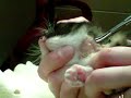 botfly being removed from tiny kitten- part 1