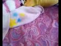 Webkinz play chiken