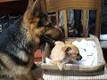 Muha playing with King