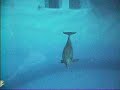 Dolphin swimming