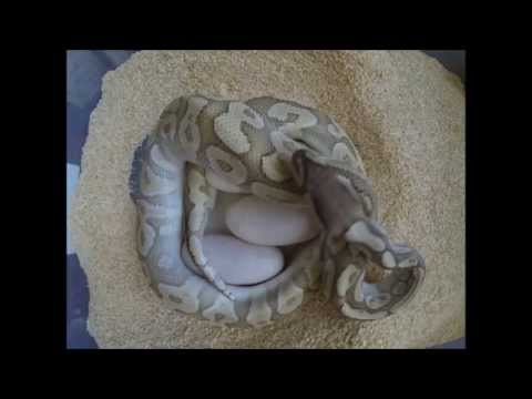 YouTube reptile video