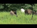 American  Bison