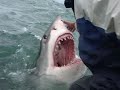 Great White Cage Diving South Africa