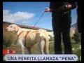 ANAA en España Directo-Parte1