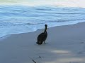 Pelican 3 Pelican 3