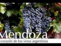 Bodega Cecchin: Moscatel de Alejandría
