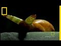 Snail Zombies