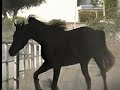 \"Black\" Arabian Stallion \"Black\" Arabian Stallion