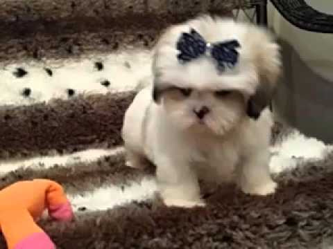 Adorable Male Lhasa Apso Pup - Great markings!
