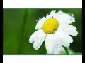 Ecoway TV-mainos