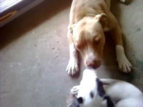 apbt