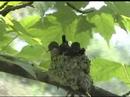 Ruby-throated Hummingbird Ruby-throated Hummingbird