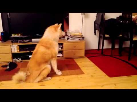 akita