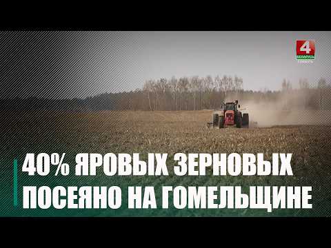 Около 40% яровых зерновых засеяли на Гомельщине видео