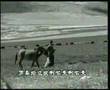 Tibetan Song Tibet Music Arola kahmpa Tsegoen-2