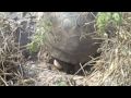 Gopher-Tortoise-Egg-
