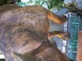 the pit bull terrier dog