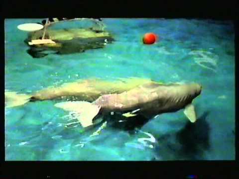 killer whale