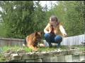 Wonder dogs: 101 german shepherd dog films - book trailer
