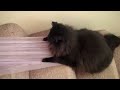 Dramatic Fluffy Kitteh vs Curtain