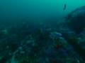 videos de Tiburones, La verdad Oculta ( 1/5 )