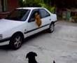 il mio cane betty salta in macchina my dog