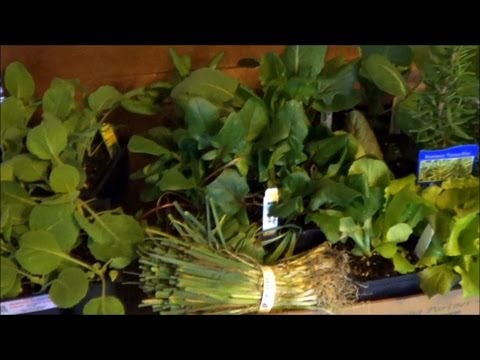 how to transplant leeks