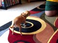 mean chihuahua fights for his bone