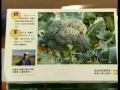 Click here to watch this video 社食