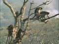 Funny monkeys Funny monkeys