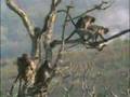 Funny monkeys