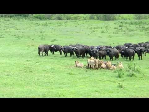 Buffalo's vs Lions